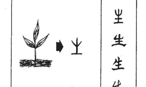 绿梅花图片大全-绿梅花的价格行情网 - 网站提供绿梅花多少钱一斤小常识、绿梅价格及图片