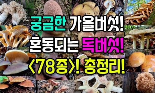绿梅花什么时候开花-绿梅花的价格行情网 - 网站提供绿梅花多少钱一斤小常识、绿梅价格及图片