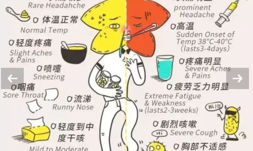 绿梅花的价格行情网 - 网站提供绿梅花多少钱一斤小常识、绿梅价格及图片